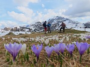 58 Crocus bianchi e violetti con Arera